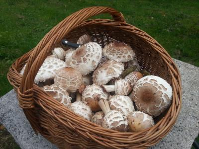 蘑菇篮, 阳伞, 购物篮, 松茸采摘