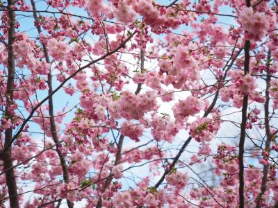 花, 粉色, 树, 花树, 日本的樱花树, 春天, 日本樱花
