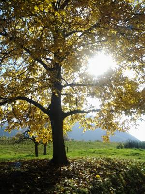 秋天, 树, 秋天的颜色