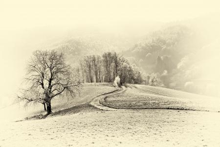 景观, 单色, 黑色和白色, 复古, 寒冷的温度, 冬天, 自然
