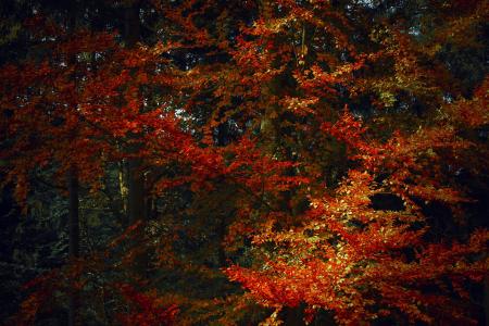 秋天, 赛季, 红色, 10 月, 自然, 叶子, 树