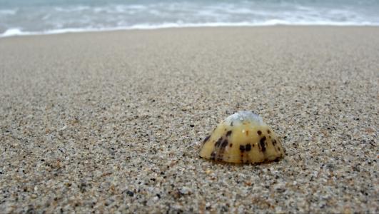 帽, 壳, 孤独, 孤独, 单, 一个, 海滩