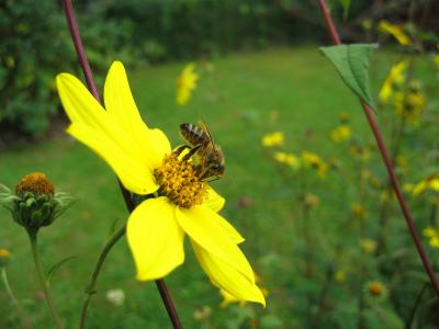 蜜蜂, 昆虫, 开花, 绽放, 黄色, 花粉, 自然