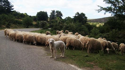 羊, 狗, 季节性, 意大利, 撒丁岛, 牲畜, 路边