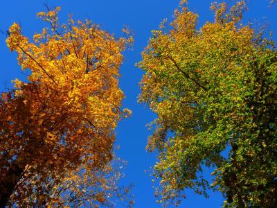 秋天, 多彩, 树木, 叶子, 黄色, 绿色, 天空