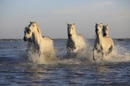 马, 牛群, 马, 骑马, 母马, 自然, 湖
