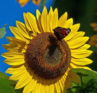 向日葵, 花, 蝴蝶, 彩绘孔雀, 蜜蜂, 加拿大安大略省, 昆虫