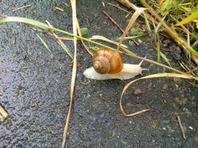蜗牛, 壳, 软体动物, 慢慢地, 棕色, 动物