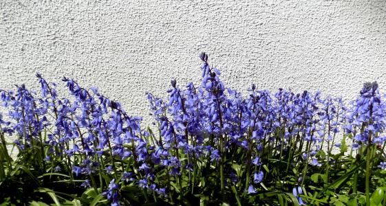 花, 紫色, 春天, 紫色的花, 花园, 花, 蓝色