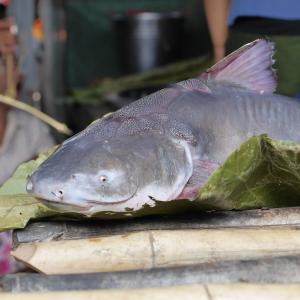 wels, 鱼, 鱼市场, 蓝色, 缅甸, 缅甸