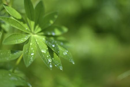 叶, 下降, 潮湿, 绿色, 植物, 露水下落, 一滴水