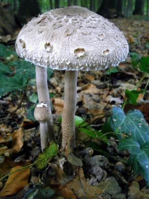 蘑菇, 蘑菇, 灰色, 白色, 自然, 森林, 叶子