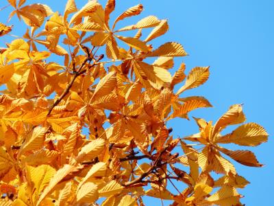 秋天的树叶, 金, 光线, 光, 黄色, 黄色绿色, 秋天的色彩