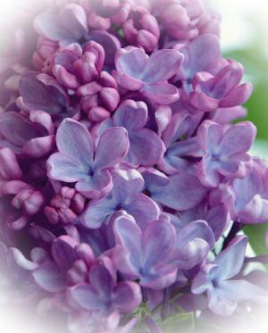 器官, 花, 春天, 花园, 气味, 自然, 紫色