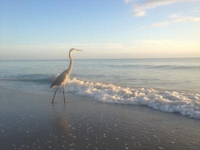 苍鹭, 海滩, 阳光和大海, 佛罗里达州, 鸟, 墨西哥海湾, 波