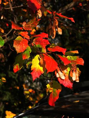 叶子, 秋天, 秋天, 黄色, 红色, 多彩, 秋天的树叶
