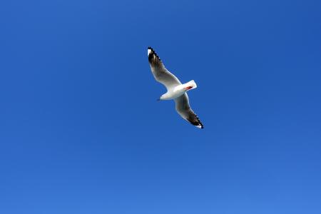 海鸥, 鸟类, 翼, 新增功能, 海鸟, 海, 天空