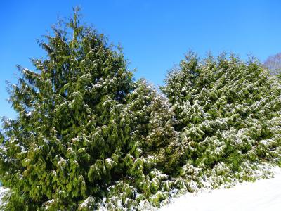 冬天, 雪, 寒冷, 感冒, 冬天的树, 树木, 自然
