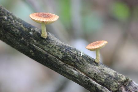 蘑菇, 自然, 森林, 真菌, 棕色, 帽, 真菌