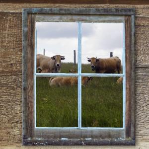 窗口, 老, 小屋, alm, 母牛, 夏季, 草甸