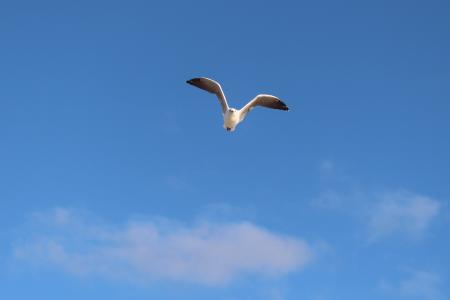 海鸥, 飞行, 扇动翅膀的, 天空, 海岸