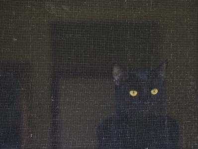猫, 屏幕, 眼睛, 艺术, 目光, 黑猫, 宠物