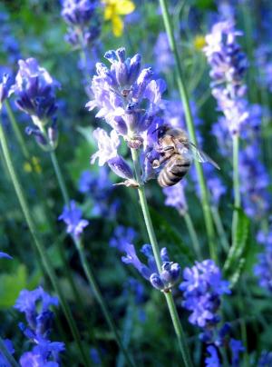 蜜蜂, 熏衣草, 宏观, 花, 夏季, 紫色, 植物
