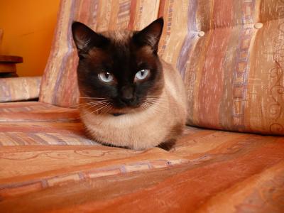 暹罗猫, 宠物, 蓝色的眼睛, 动物, 猫