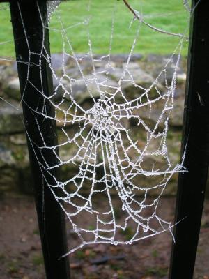 蜘蛛网, 冻结, 蜘蛛, 感冒, 弗罗斯特, 露水, 模式