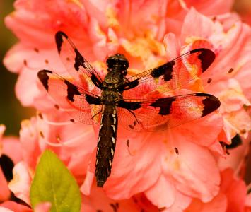 棕蜻蜓, plathemis lydico, 昆虫, 翼, 野生动物, bug, 小