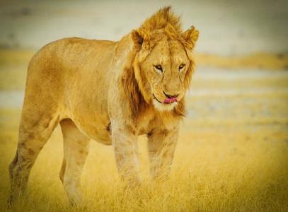 非洲, 坦桑尼亚, 塞伦盖蒂国家公园, 狮子, 野生动物, 野生动物园, 塞伦盖蒂
