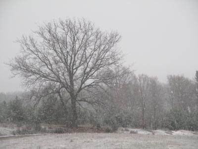 树, 雪, 字段, 冬天, 自然, 白色, 视图