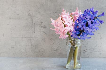 风信子, 花, 粉色, 蓝色, 花瓶, 玻璃, 德科