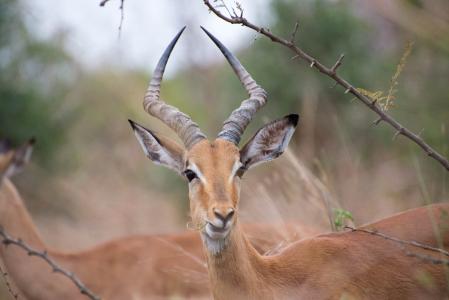 南非, 羚羊, 动物, 野生动物, 黑斑羚, 非洲, 自然