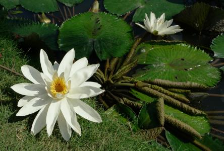 自然, 植物, 花, 莲花, 水百合, 白色, 白花