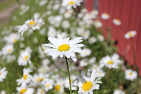 花, 夏季, 芬兰语, 黄色, 白色, 自然, 黛西