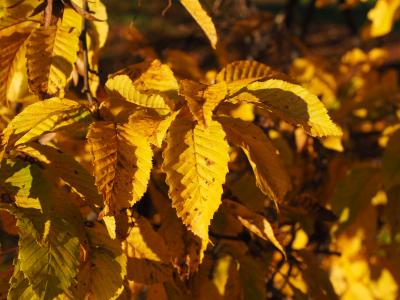 叶子, 秋天, 秋天的颜色, 黄色, 着色, 树, 枥 betulus