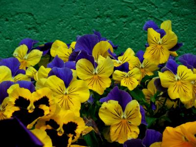 花, 三色堇, 春天, 植物, 花香, 花园, 紫罗兰色