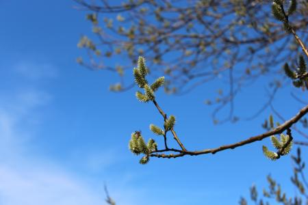自然, 春天, 树, 花蕾, 分公司, 春天, 蓝色