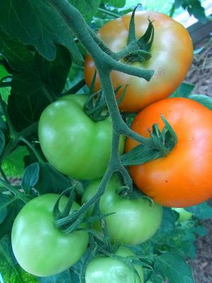 西红柿, 水果, 蔬菜, 花园, 食品, 营养, 健康