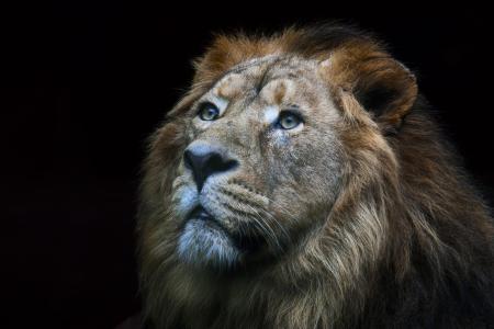 狮子, 野生, 动物, 自然, 非洲, 野生动物, 猎物