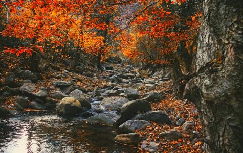 罗马尼亚, 景观, 风景名胜, 秋天, 秋天, 叶子, 颜色