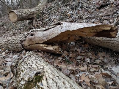 日志, 木材, 倒下的树, 鳄鱼, 短吻鳄, 想象力, 自然