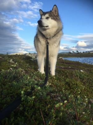 阿拉斯加阿拉斯加, 狗拉雪橇, 挪威, femundsmarka, 狗, 家养的狗