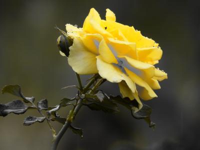 罗莎, 花, 黄色, 荆棘, 黄玫瑰