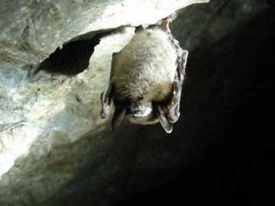 lucifugus, 蝠, 洞穴, 蝙蝠, 棕色, 小, 蝙蝠