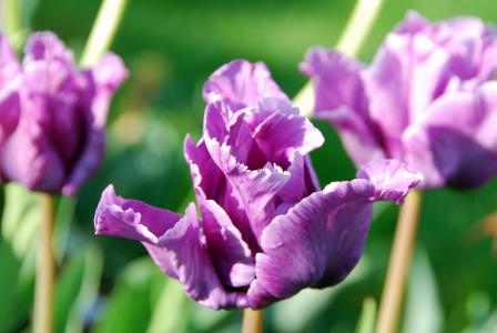 郁金香, 紫色, 花, 绽放, 植物区系, 植物, 紫罗兰色