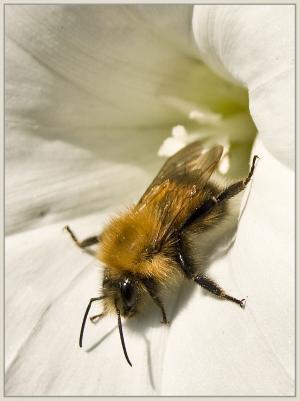 蜜蜂, 蜂蜜蜂, 蜂蜜, 夏季, 花, 昆虫, 花园