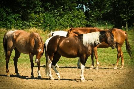 马, 动物, 自然, 骑, 温柔, 景观, 马槽枥