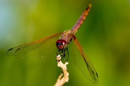 龙飞, 乌干达, 自然, 蜻蜓, 昆虫, 动物, 动物的翼